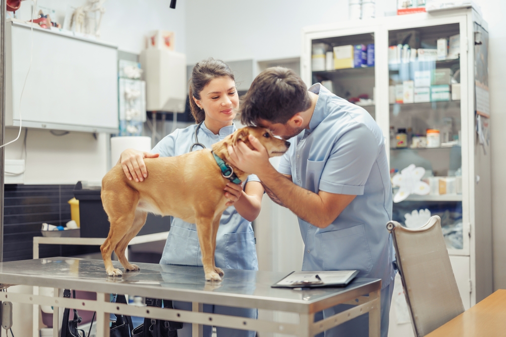 Revised Model Veterinary Practice Act Adopted
