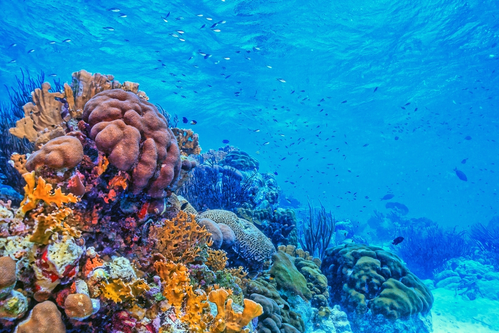 A Natural Vaccine? Corals Can ‘Remember’ Infections and Fight Back