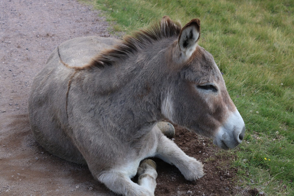 Darius the Donkey Finds a New Home at Pediatrics Plus Farm to Help Kids with Therapy