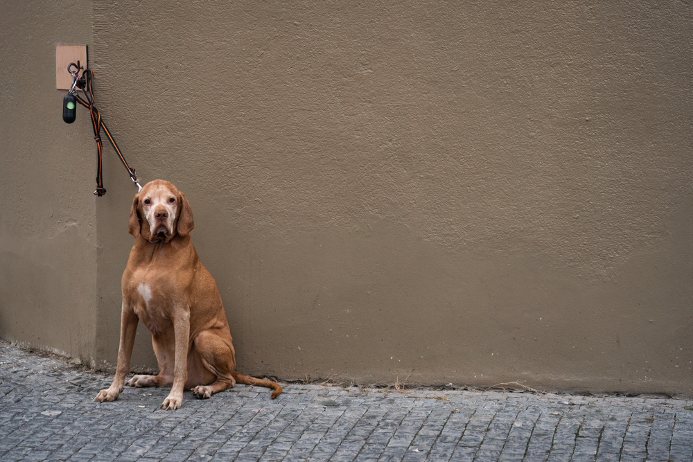 Alabama Dog Tethering Bill Faces Final Push as Legislative Deadline Nears