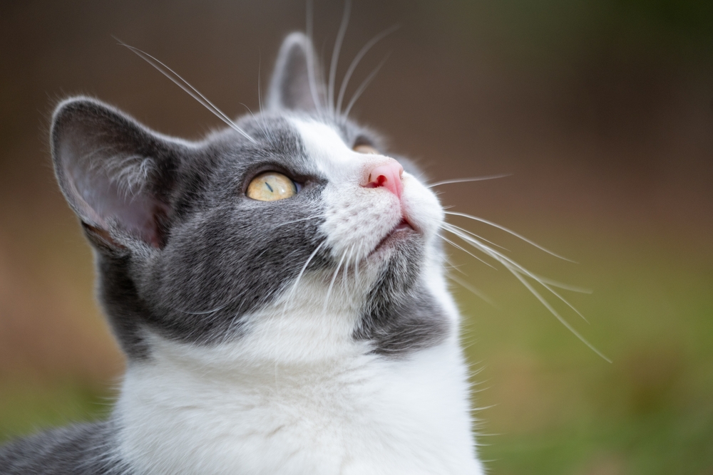 Mysterious Droplets in Cat Kidneys May Help Felines Send Long-Lasting Messages