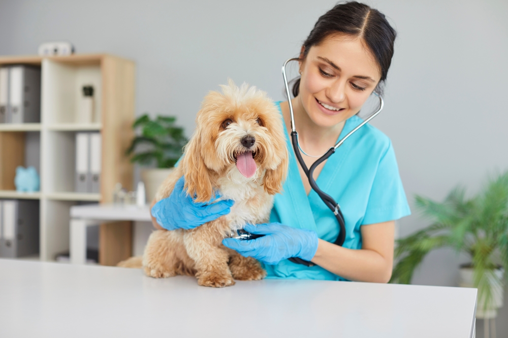 America Has A Shortage Of Veterinarians, Putting Students in High Demand