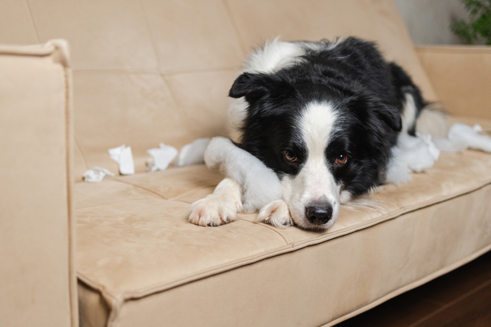 Pet Anxiety is Rising, But Who is More Anxious — Pets or Their Owners?