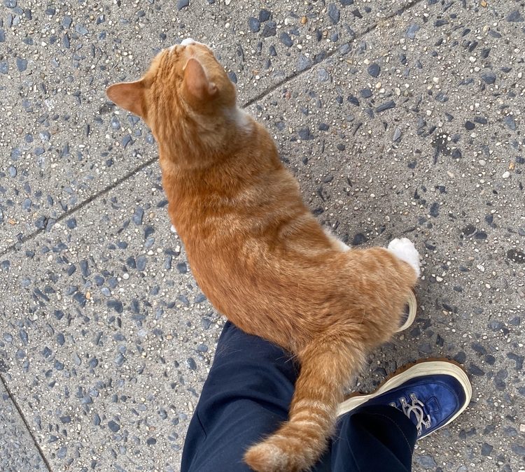 Sweet,Orange,Cat,Who,Is,A,Stray,But,Gets,Fed