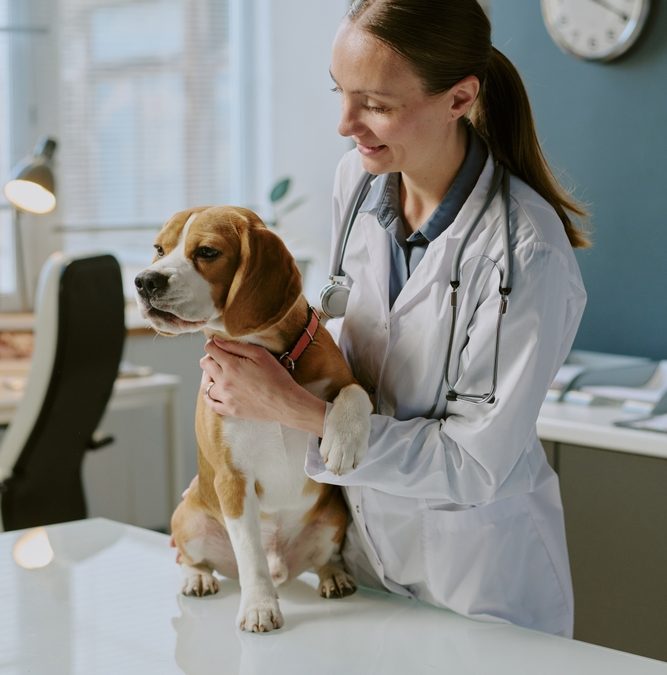 Veterinarian,Holding,A,Beagle,On,Examination,Table,Inside,Veterinary,Office,
