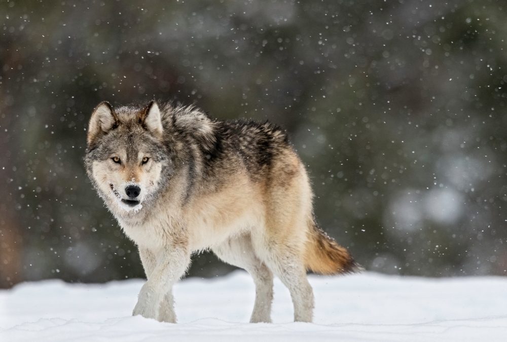 Wild,Wolf,In,Yellowstone,National,Park