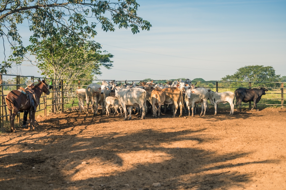 View,Of,A,Herd,Of,Cattle.,The,Cattle,Are,Contained