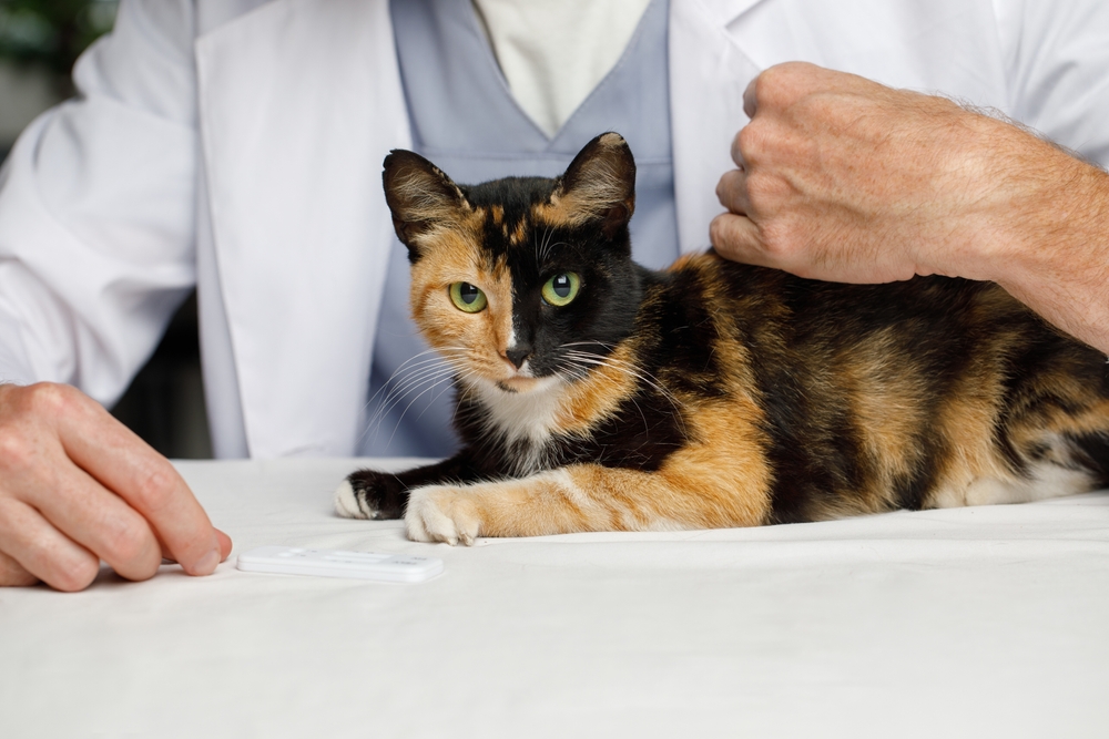 Cute,Cat,And,Male,Vet,In,Veterinary,Clinic,Close Up