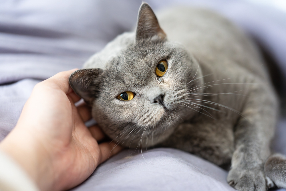 Your Pet’s Healthy Weight