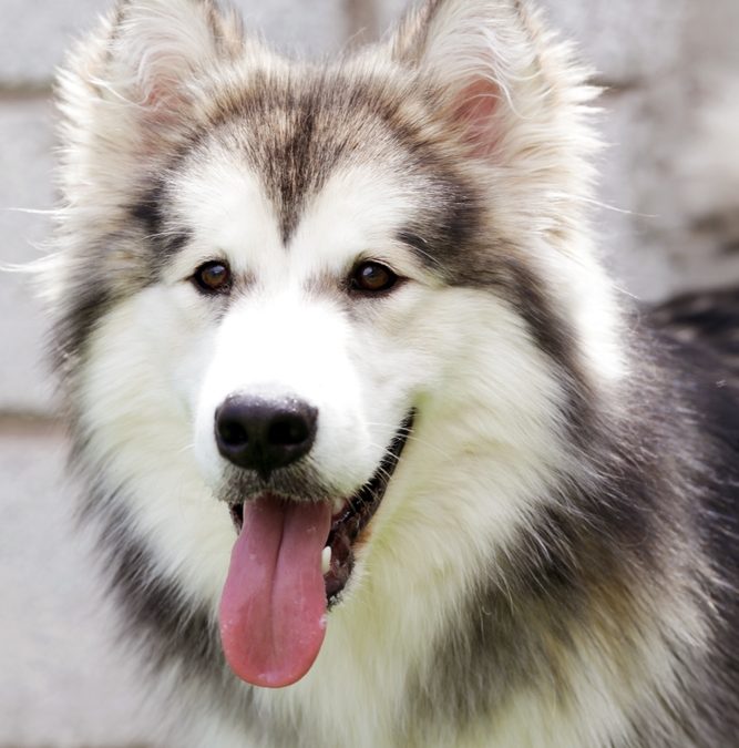A New Program Will Bring Free Veterinary Care to 80 Alaska Villages
