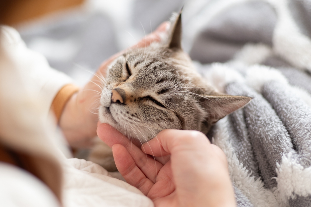 Owner,Stroking,A,Cute,Cat
