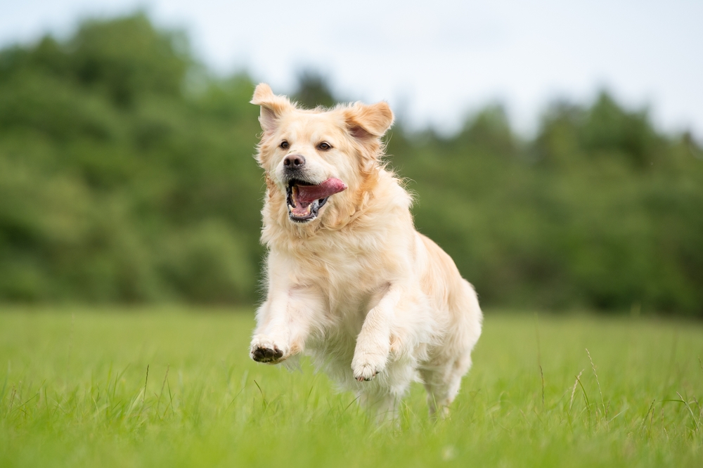 Immune System Markers Could Unleash Personalized Veterinary Care for Dogs
