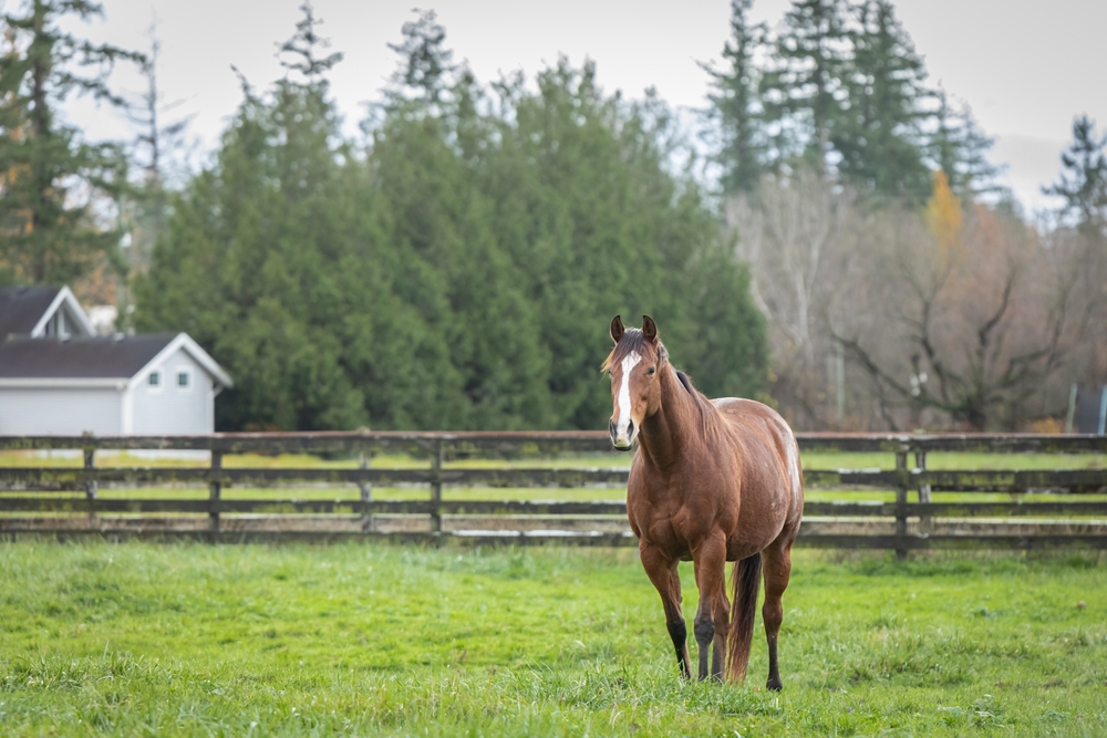 Equine Surgeon Receives Top Honor for Veterinary Teaching