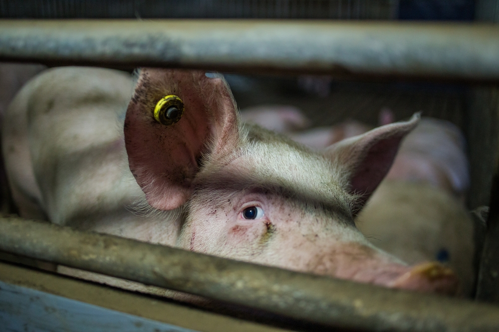 Swine Identification