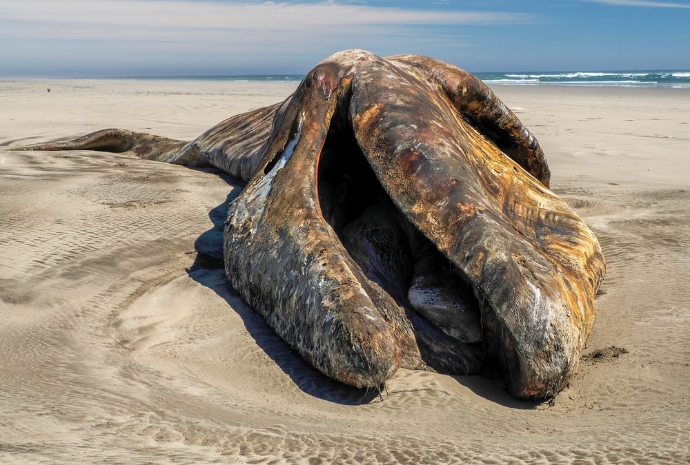 2 Starving Gray Whales Found Dead in Ocean Shores After Willapa River Whale