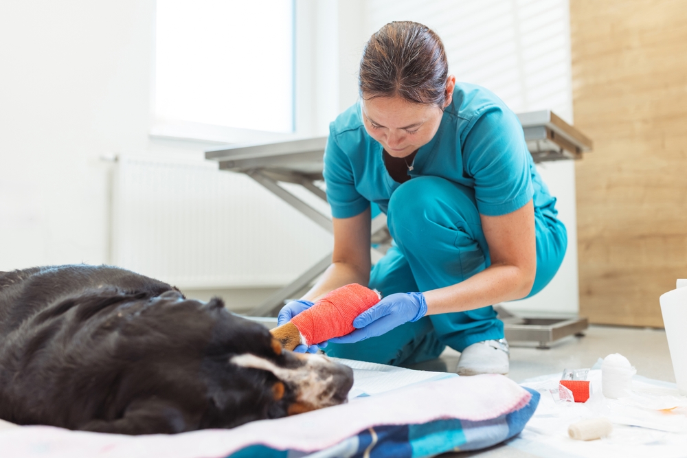 A,Veterinary,Technician,Tends,To,A,Dog's,Paw,,Applying,A