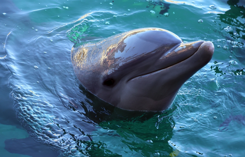 Dolphins,Are,A,Widely,Distributed,And,Diverse,Group,Of,Aquatic