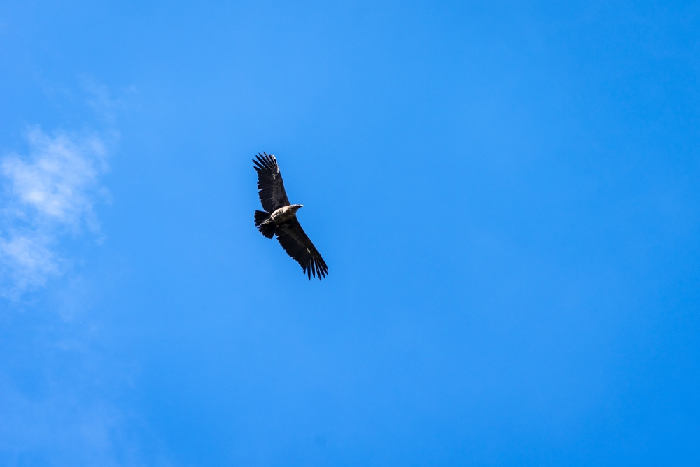 Number of Central CA Condors in the Wild Could Soon be Highest in Years, Experts Say