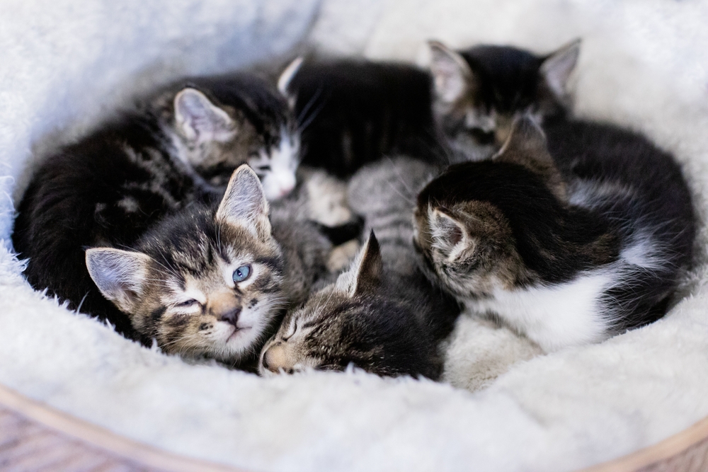 New Data Report: Foster-Based Rescues Operations – Shelter Animals Count