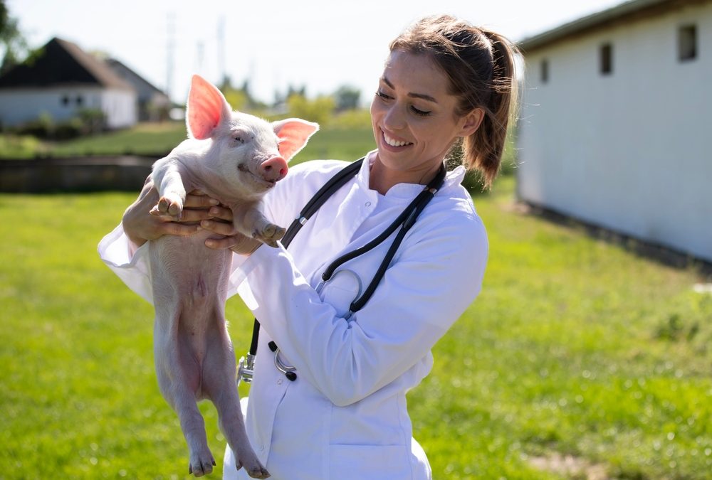 Wisconsin Law Aims to Ease Rural Veterinarian Shortage
