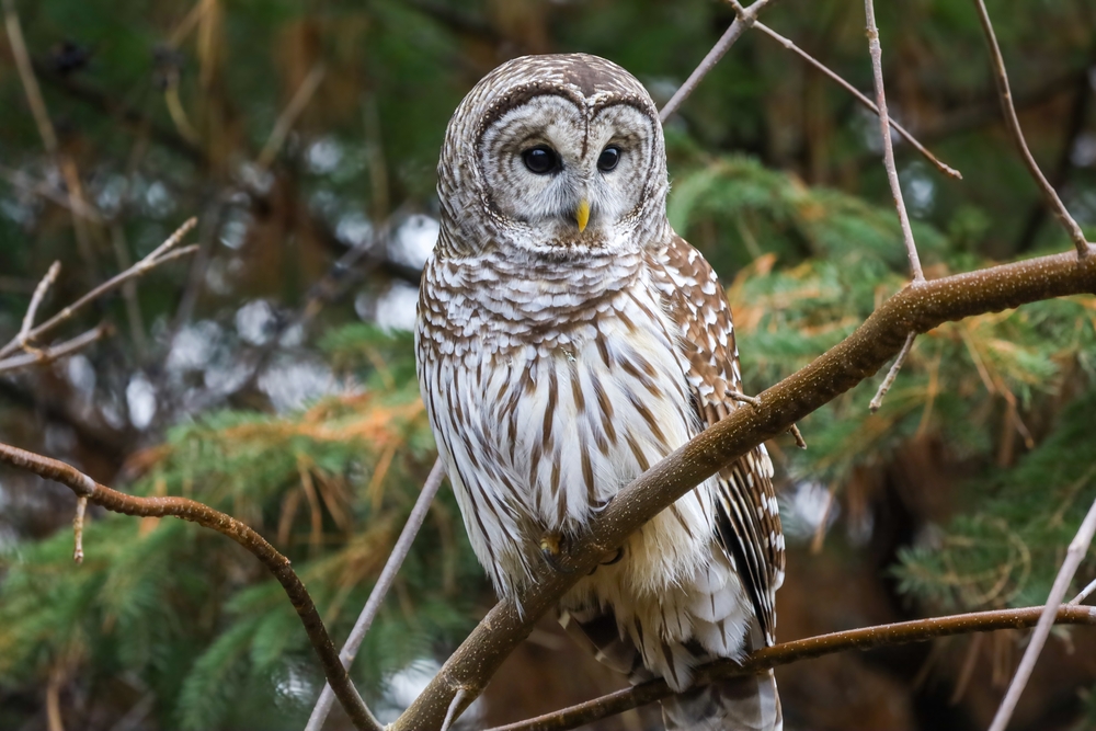 Barred,Owl,Perched,On,A,Tree,Branch,At,Lynde,Shores