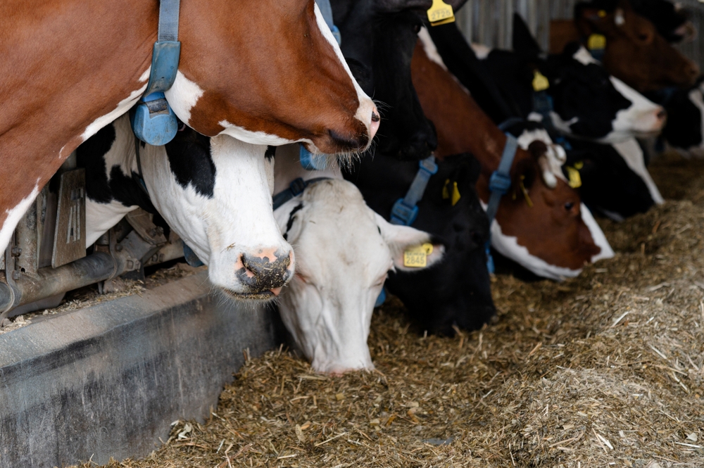 Dairy’s Last Shot: Why Industry Leaders Are Demanding Action on Immigration Reform