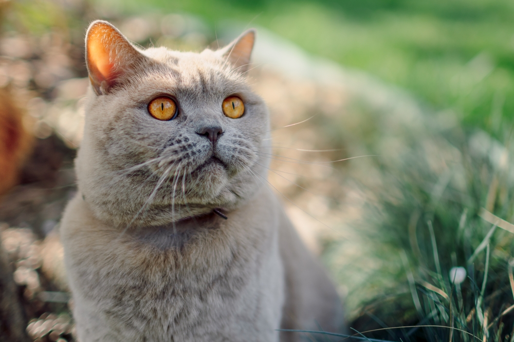 Veterinarians, Animal Shelters Sound Alarm as Deadly Feline Virus Outbreak Hits East Idaho