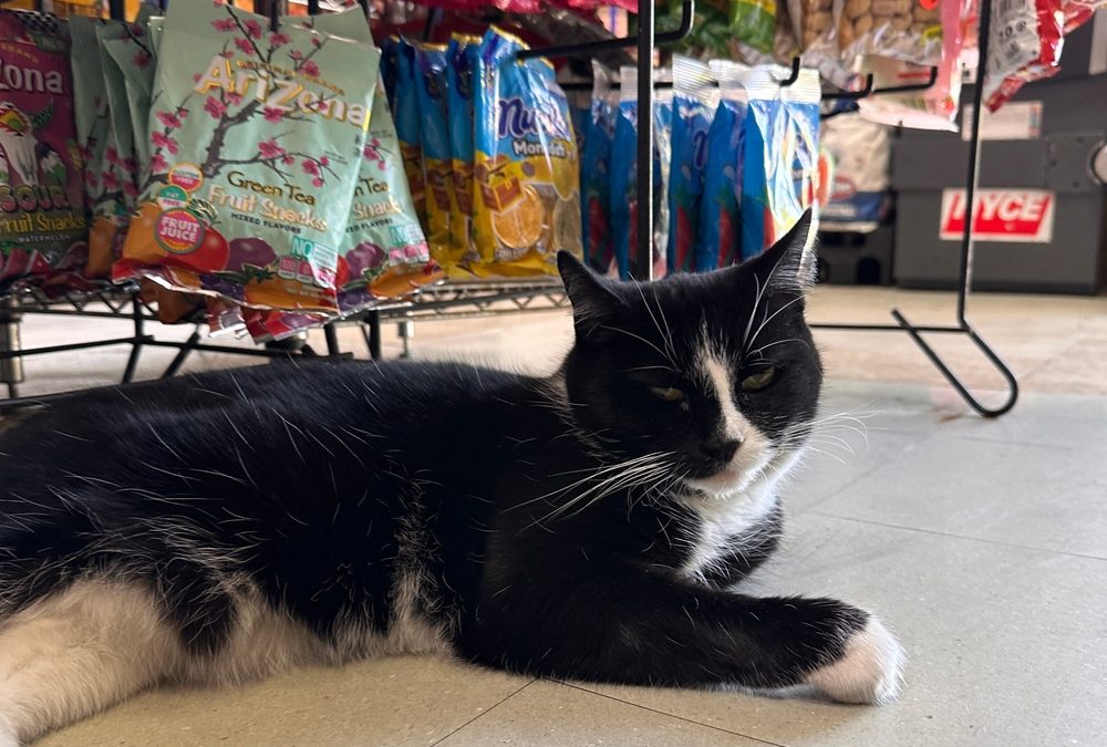 New York Seeks Rights for Beloved But Illegal ‘Bodega Cats’