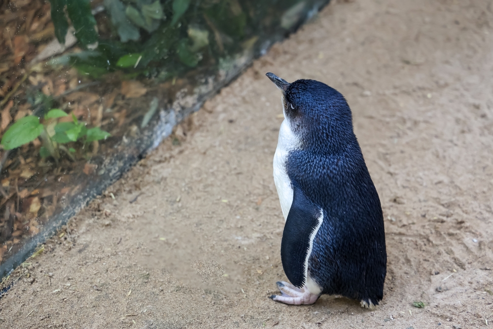 Race Begins to Vaccinate Phillip Island’s Famous Little Penguin Colony