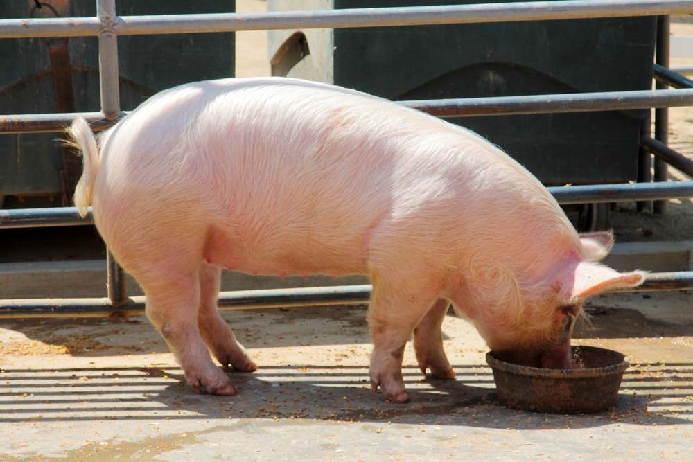 United States Hog Inventory Down Slightly