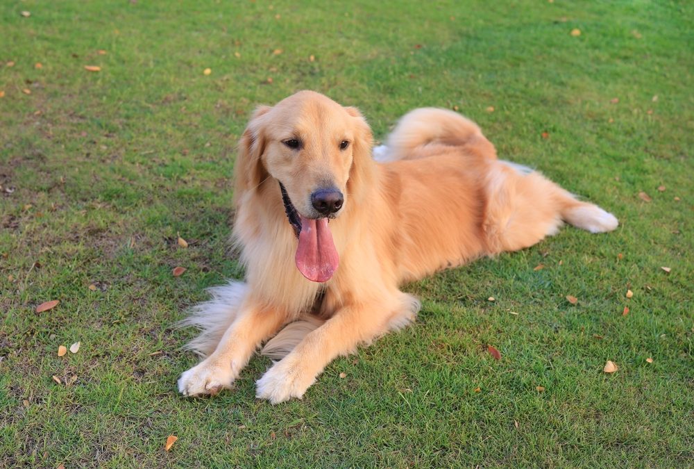 Portrait,Of,Golden,Retriever,Lying,On,The,Grass,In,The