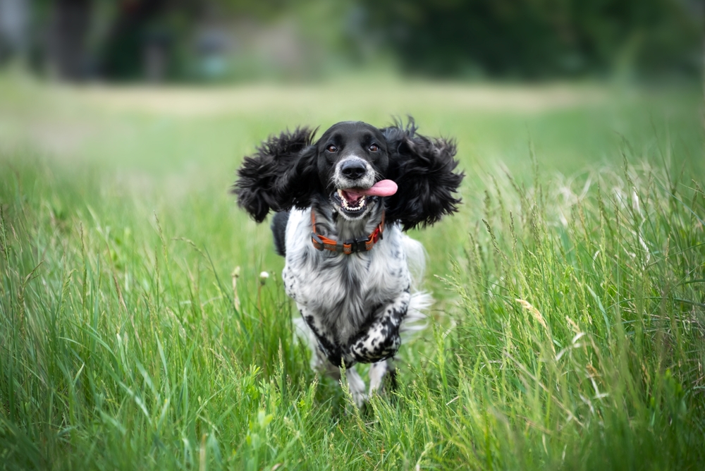 Worried About Dying Before Your Dog? Local Vet Discusses Options for Pets that Survive their Owners