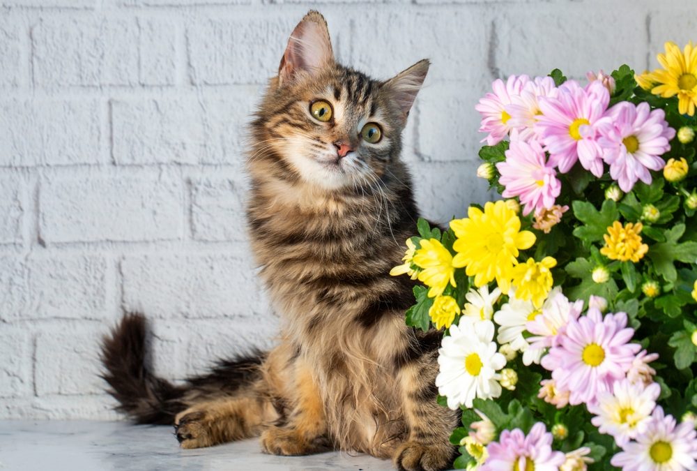 Living With Cats Not Linked To Worse Asthma in Children