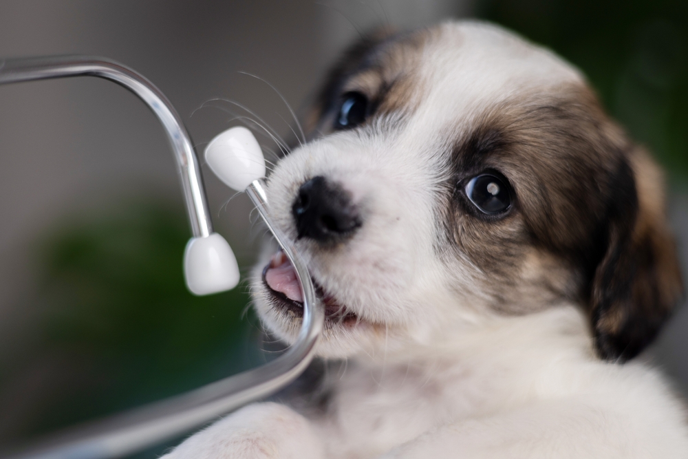 WSU Veterinarians Nurse Cannabis-Eating Ferret Back to Health, Highlight Dangers of Marijuana Poisoning