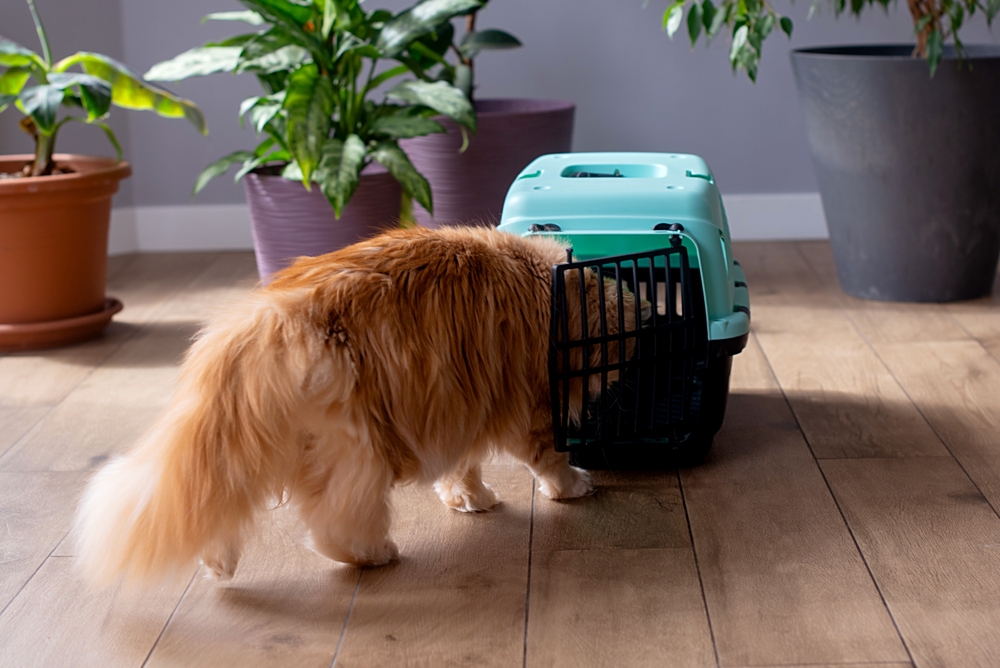 Helping Your Cat Cope with Veterinary Visits