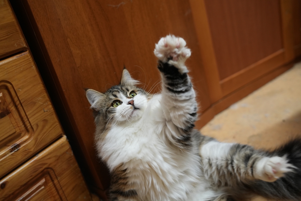 Cat,,Kitten,,Fluffy,,Neva.,Siberian,,Bright,,Charming,beautiful,,Cute.