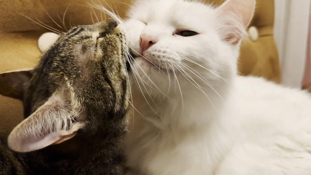 New Study Reveals the Science Behind Why Cats Lick Each Other. Spoiler: They’re Not Always Being Nice