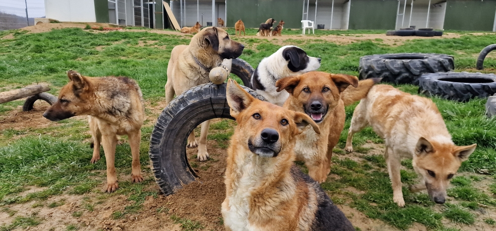 New Report From Hill’s Pet Nutrition Finds Large Dogs Face Disproportionate Barriers to Adoption