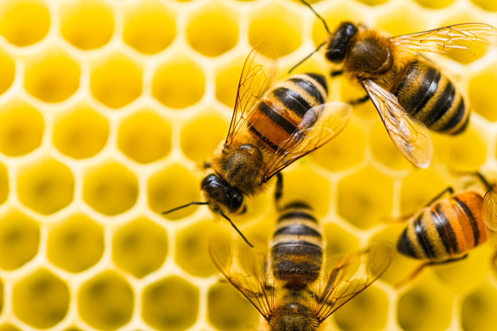 Helping Honeybees