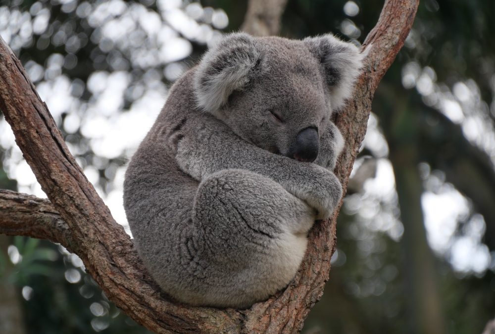 Vaccine to Curb Chlamydia Epidemic Devastating Koalas Approved