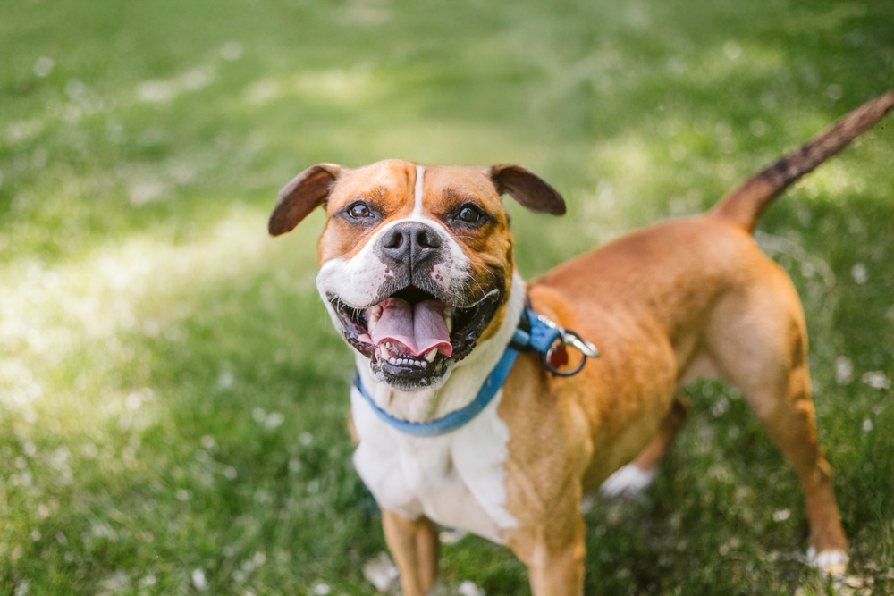 Happy,Boxer,Dog,Outside,On,Walk