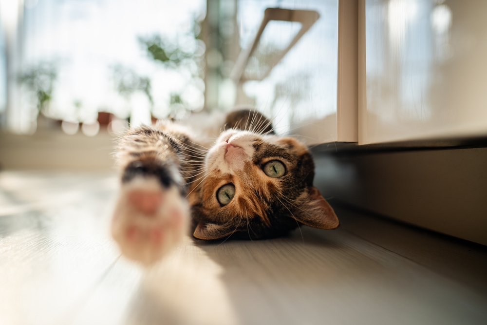 What’s the Best Lifestyle for Cats?