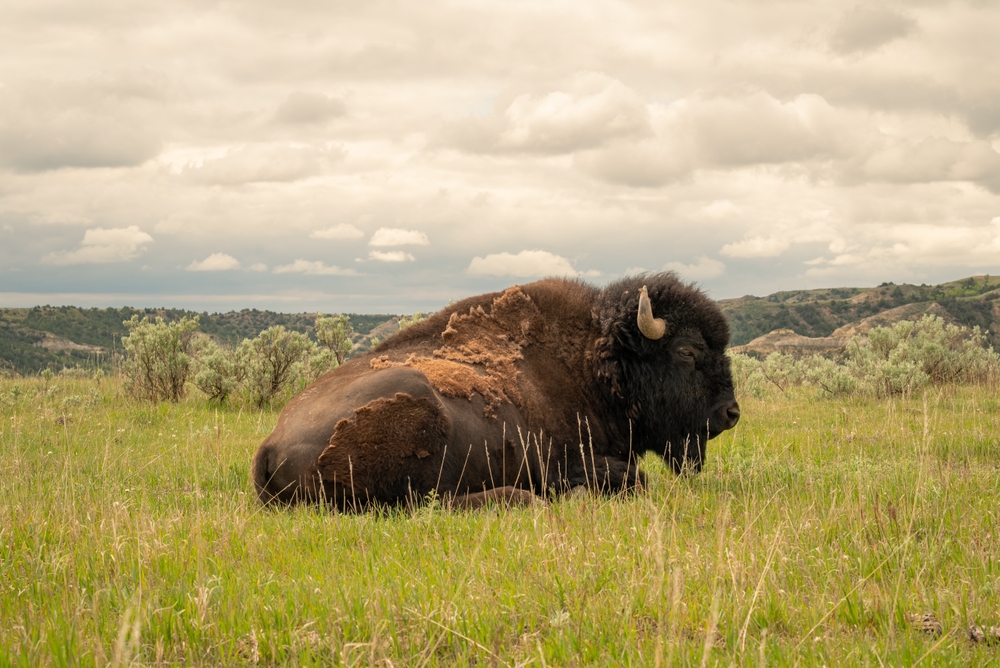 Nearly 100 Bison Seized in Northwest Colorado Neglect Case