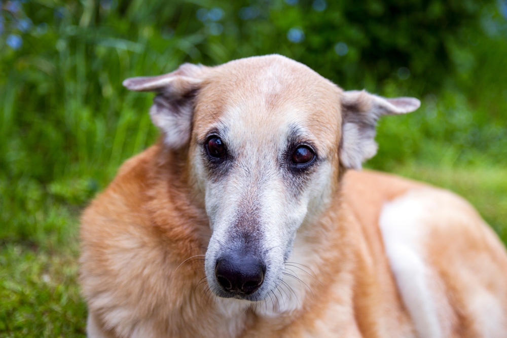 Frailty: An Important Emerging Concept in Veterinary Medicine