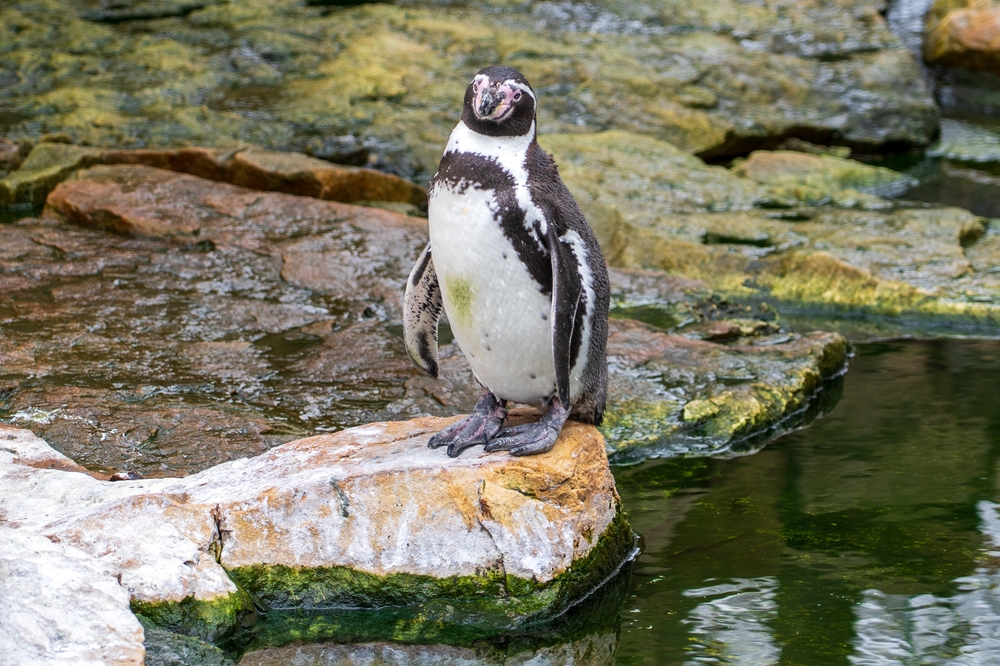 A Disturbing Pattern Emerges in Zoo Penguins With Unlimited Food