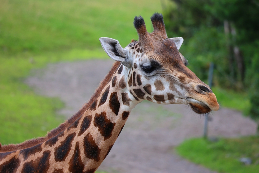 Safari West Giraffe Undergoes Specialized Procedure to Address Damaging Hoof Cysts