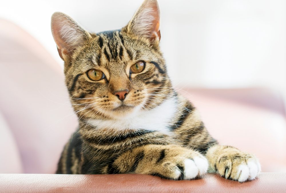 Feline Tritrichomonas Foetus Infection