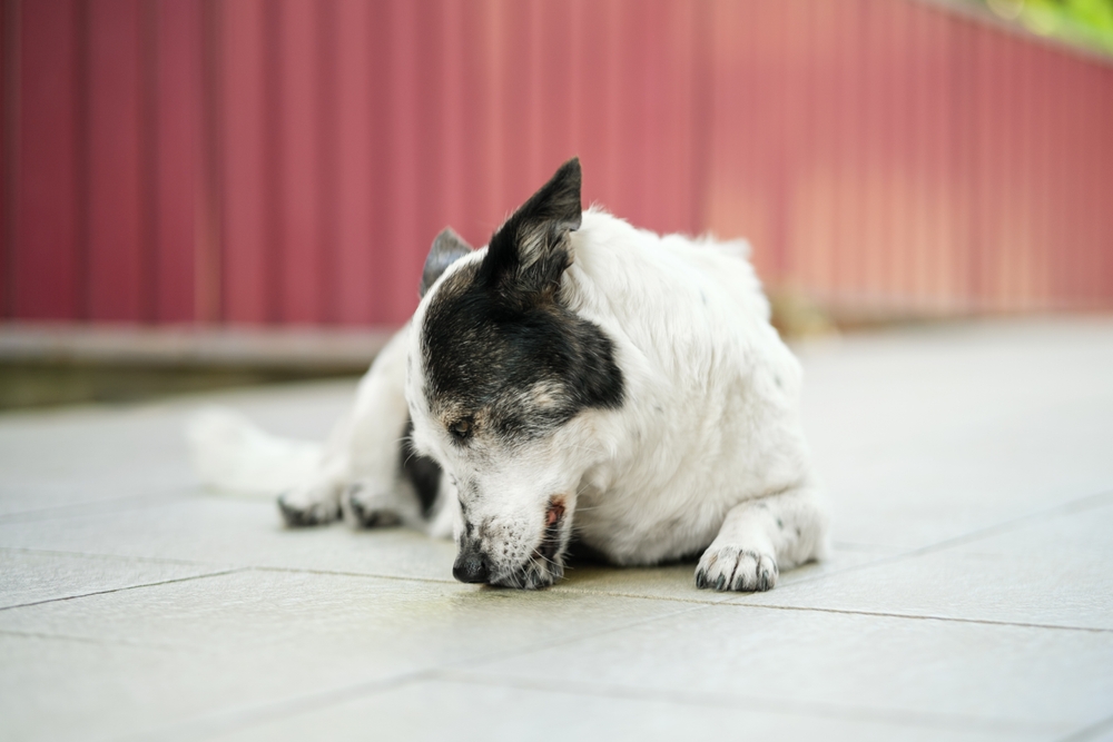 Beyond The Snapshot: A New Framework for Assessing Dog Bite Risk