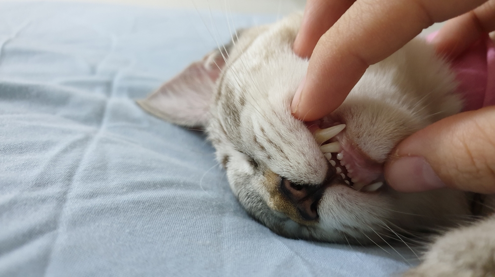 7 Ways To Protect Your Dog Or Cat’s Dental Health