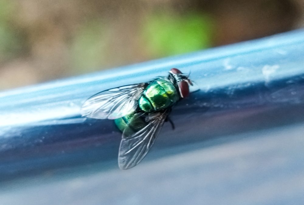 ASPCA Launches Direct Support Grant to Assist with New World Screwworm Outbreak